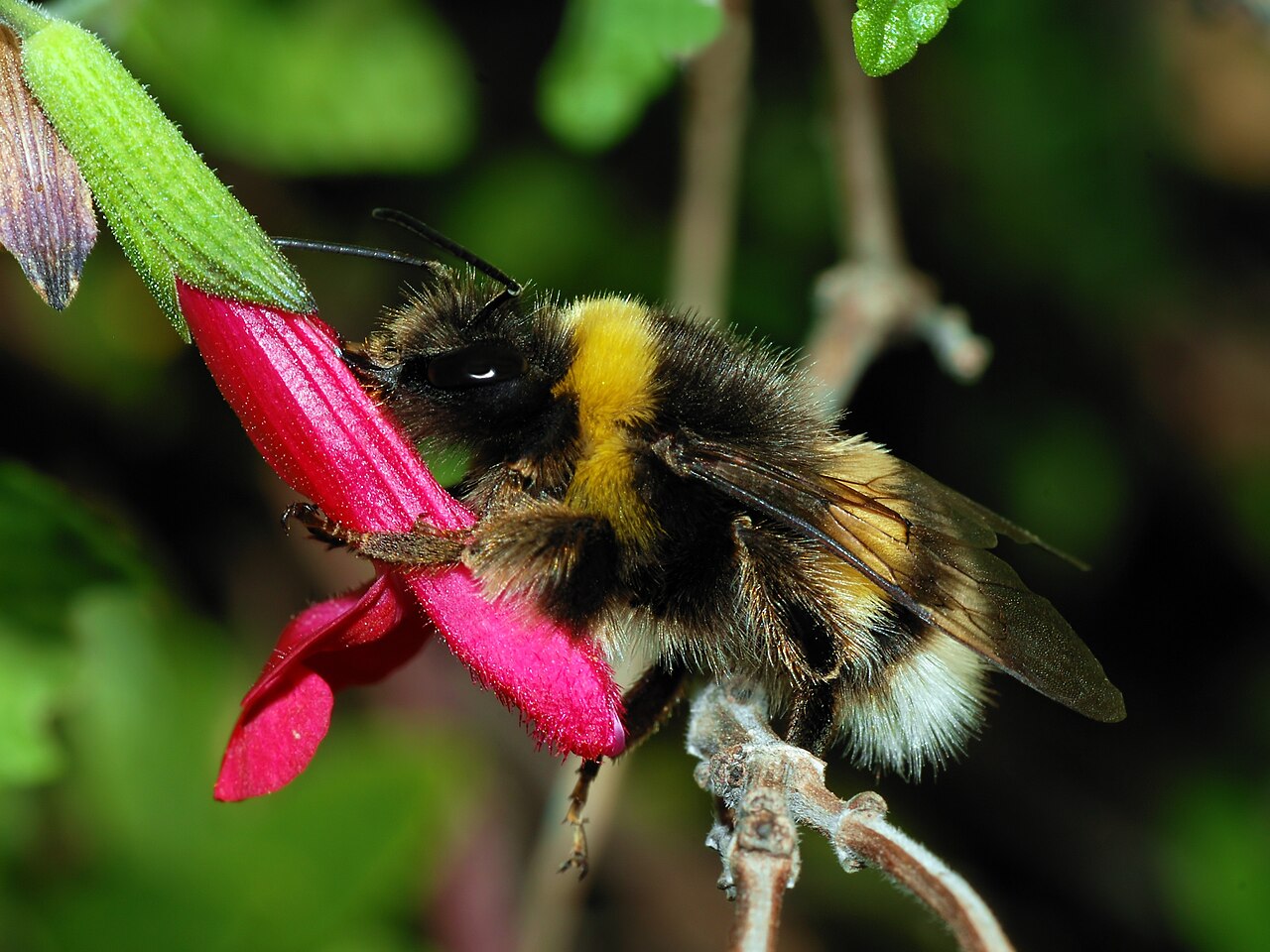 Bourdon terrestre (Bombus terrestris) en photographie