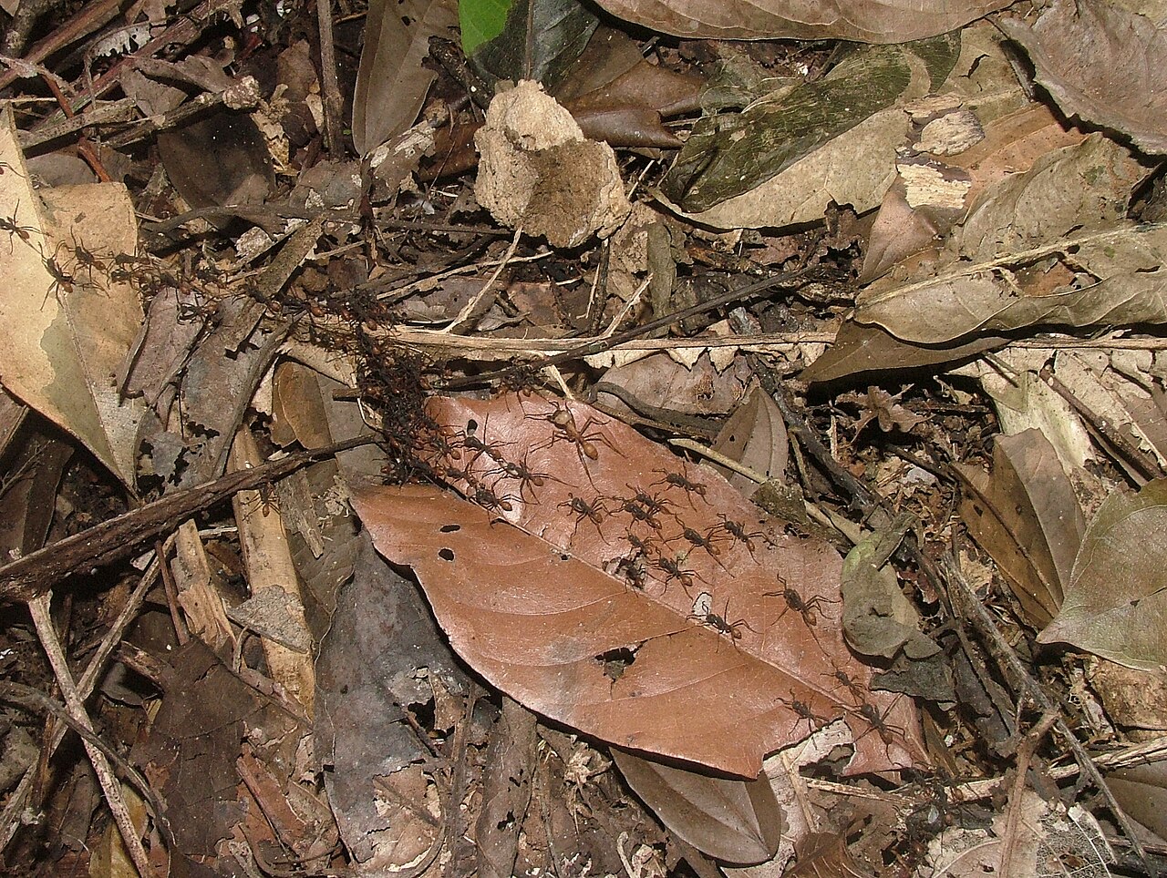 Fourmi légionnaire (Eciton burchellii) en photographie