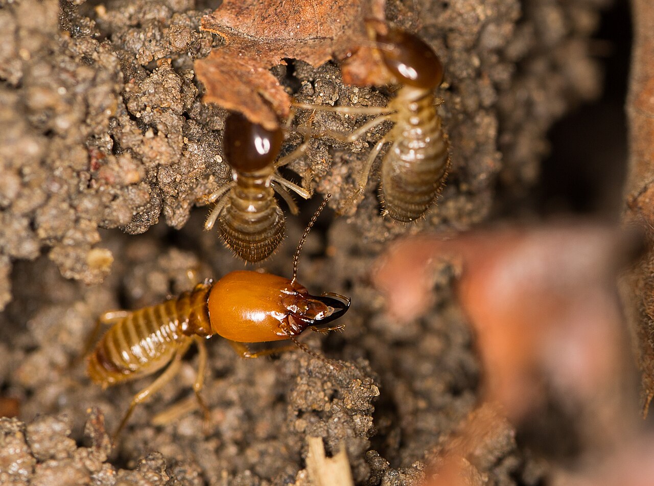 Termite belliqueux (Macrotermes bellicosus) en photographie