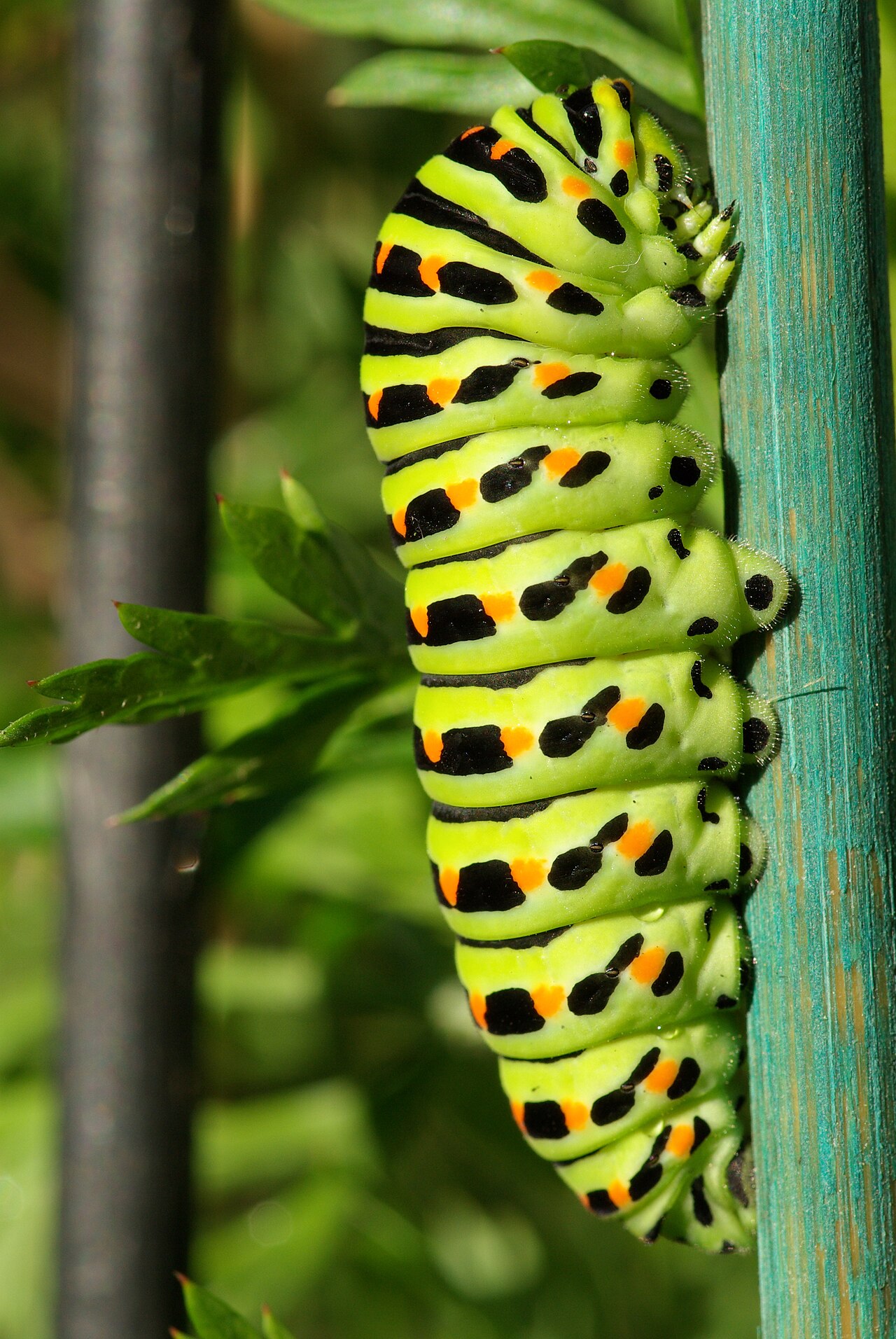 Machaon (Papilio machaon) en photographie