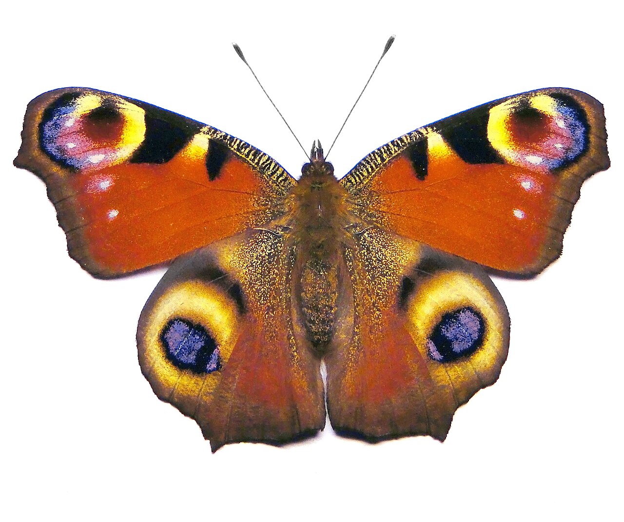 Paon-du-jour (Aglais io) en photographie