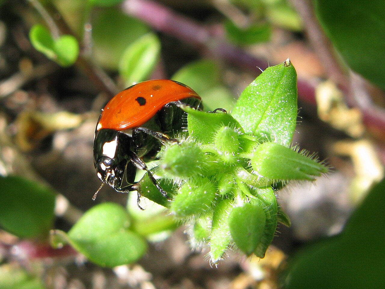 Coccinelle à sept points (Coccinella septempunctata) en photographie