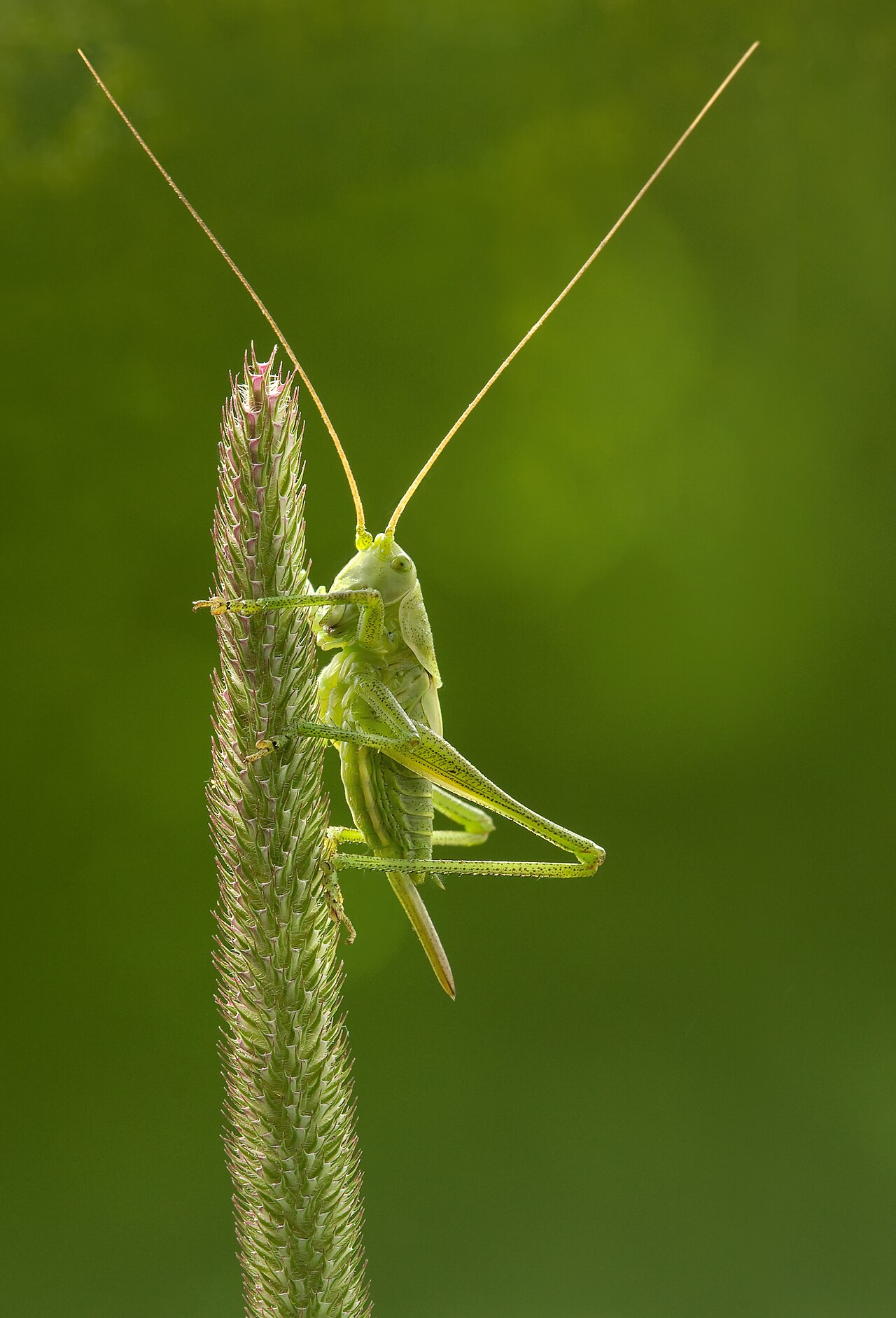 Grande sauterelle verte (Tettigonia viridissima) en photographie