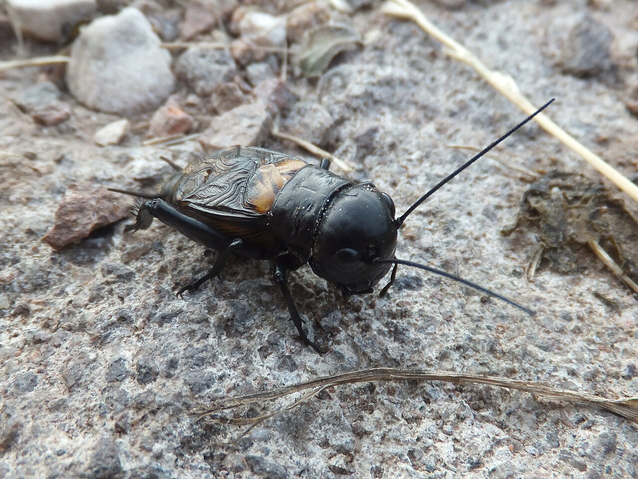 Grillon champêtre (Gryllus campestris) en photographie