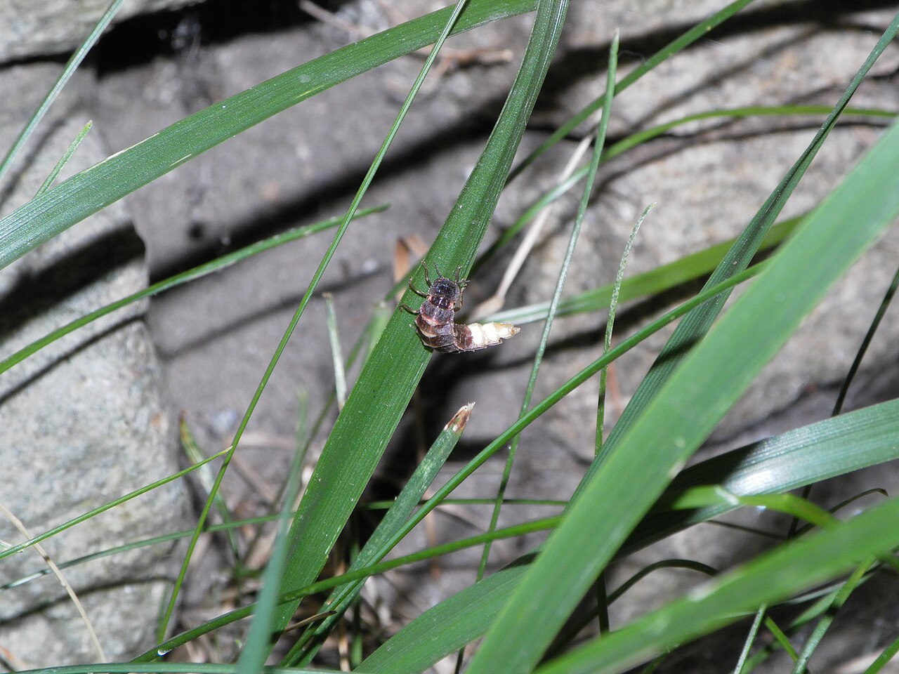 Lampyre (ver luisant) (Lampyris noctiluca) en photographie