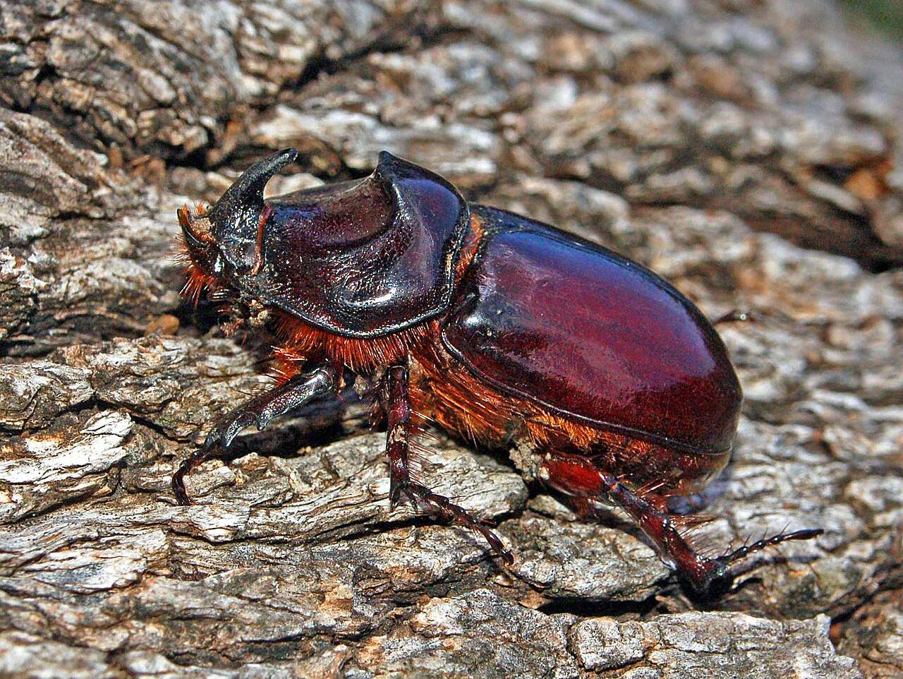 Scarabée rhinocéros européen (Oryctes nasicornis) en photographie