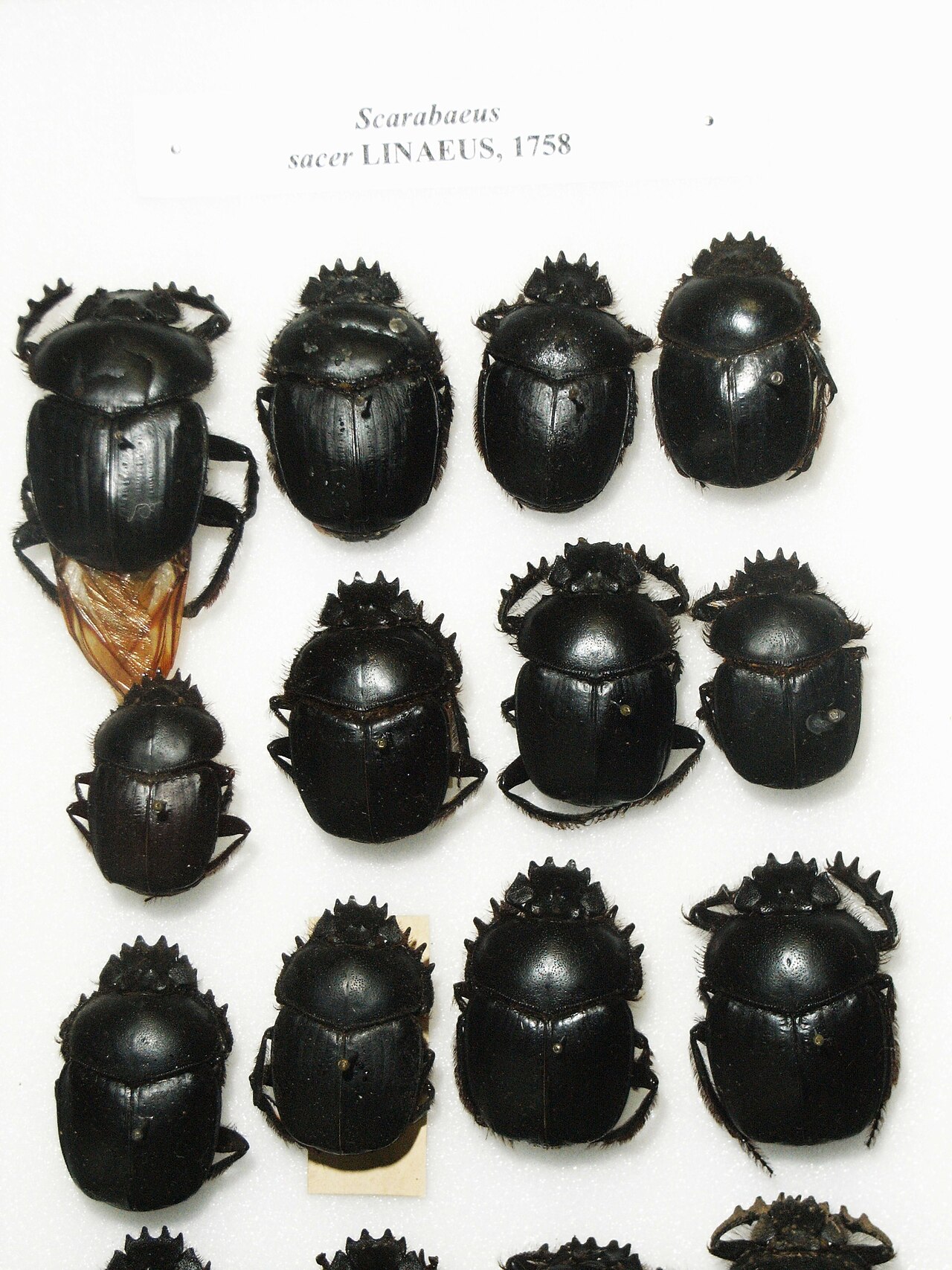 Scarabée sacré (Scarabaeus sacer) en photographie