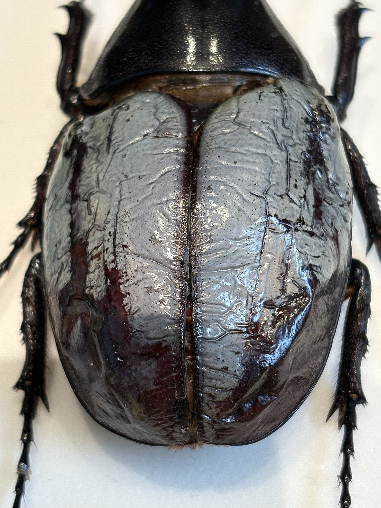 Scarabée Hercule (Dynastes hercules) en photographie