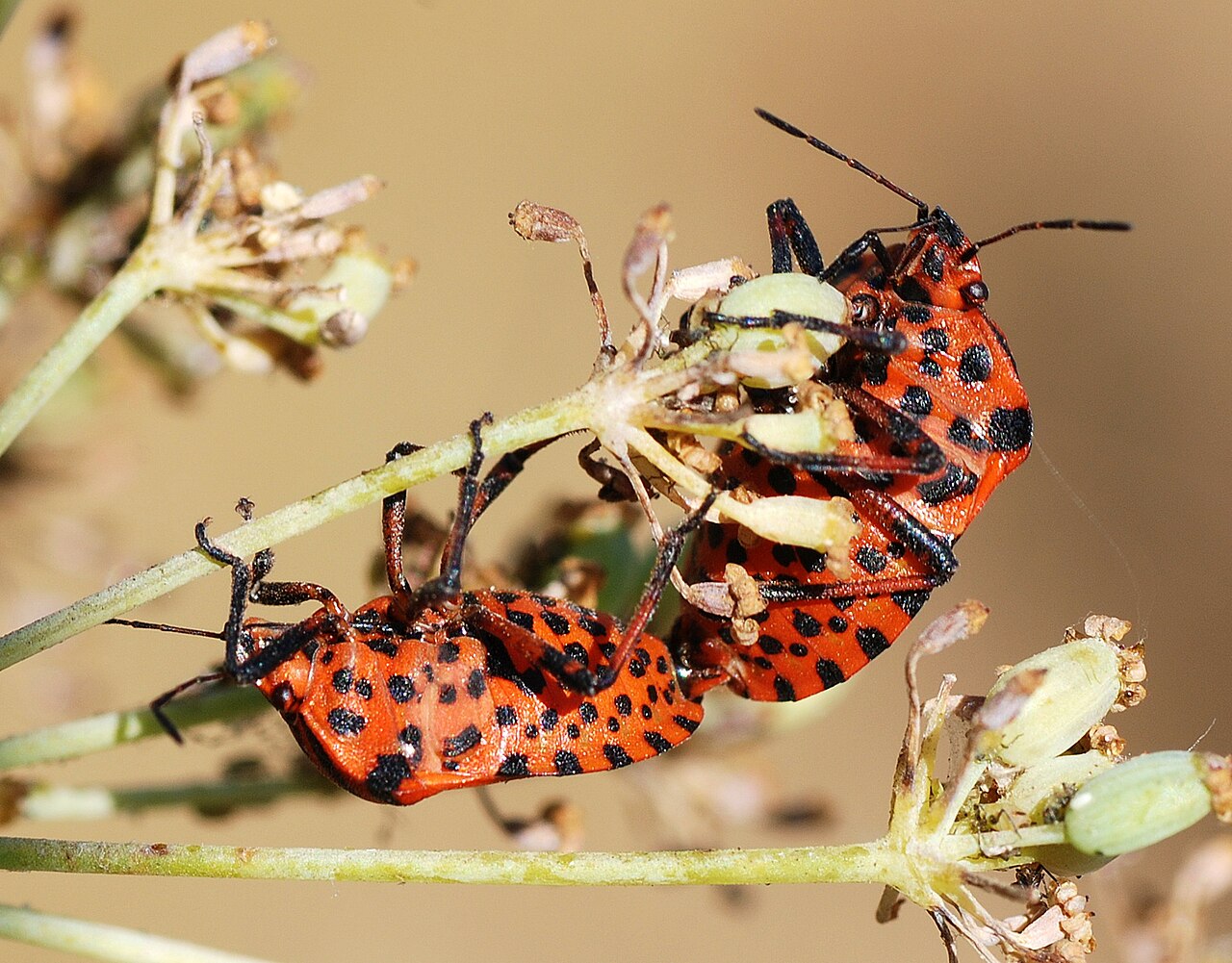 Punaise arlequin (Graphosoma italicum) en photographie