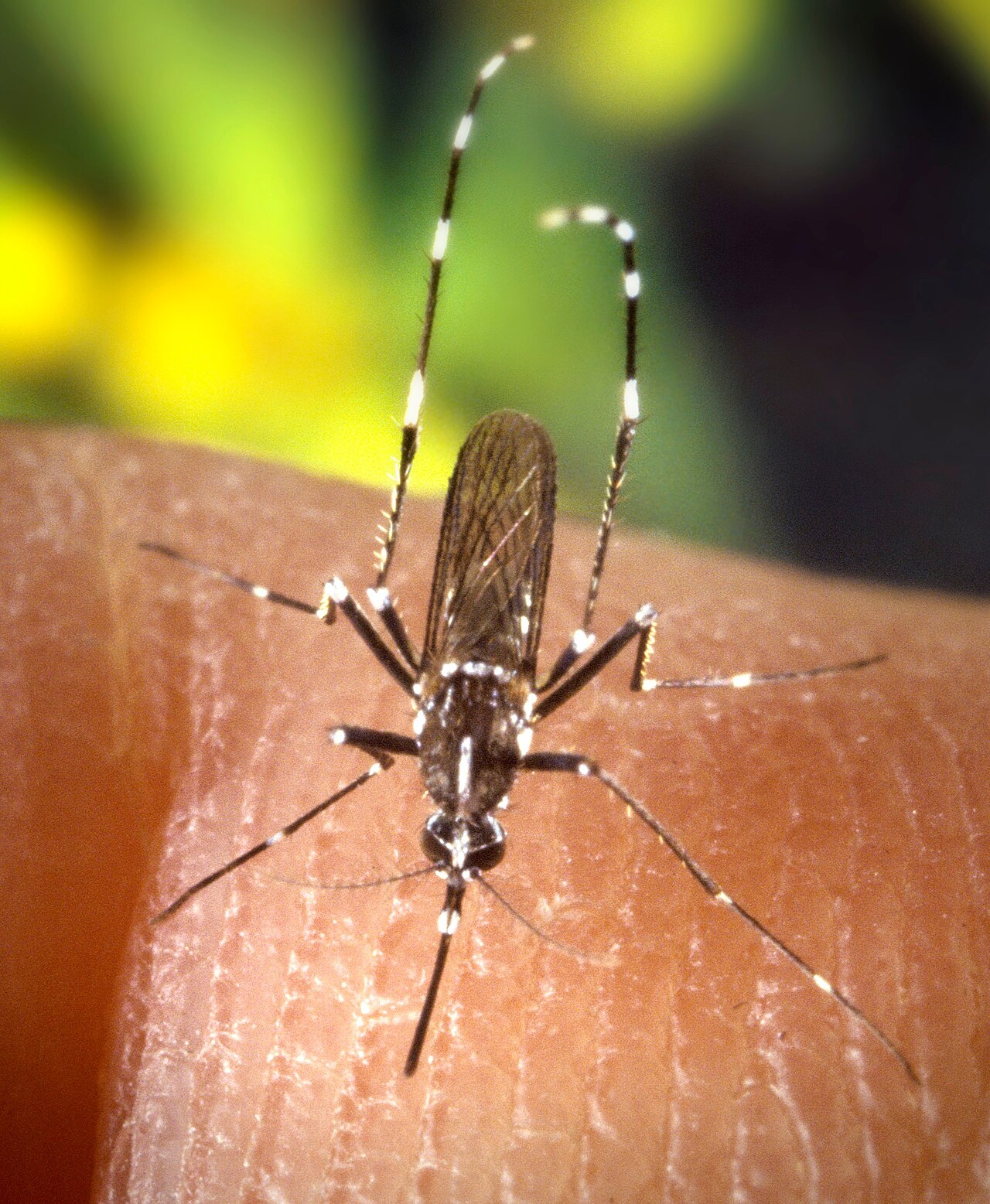 Moustique tigre (Aedes albopictus) en photographie