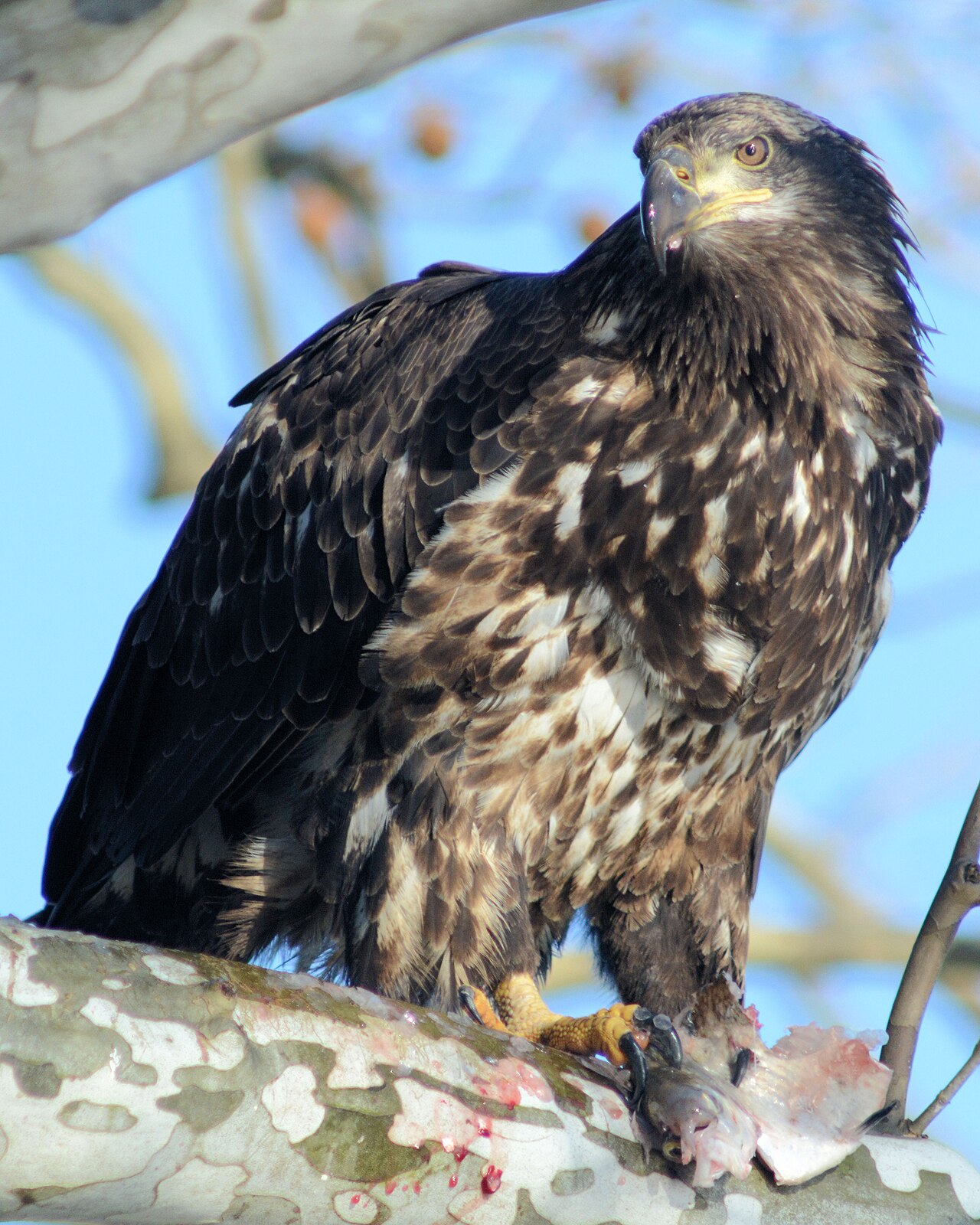 Aigle à tête blanche (Haliaeetus leucocephalus) en photographie