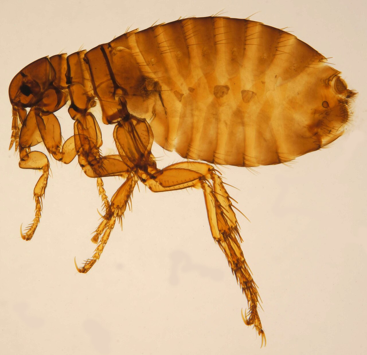 Puce de l’homme (Pulex irritans) en photographie
