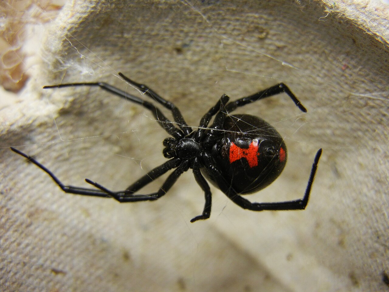 Veuve noire (Latrodectus mactans) en photographie