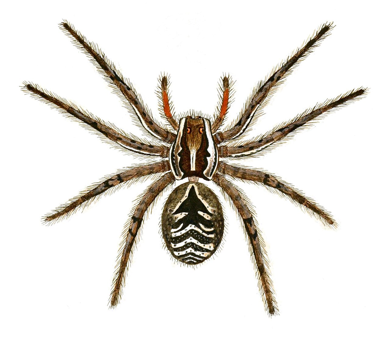 Tarentule d’Apulie (Lycosa tarantula) en photographie