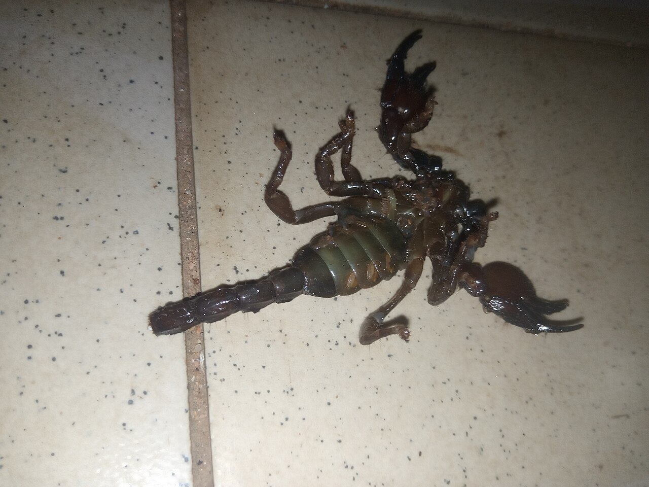 Scorpion empereur (Pandinus imperator) en photographie
