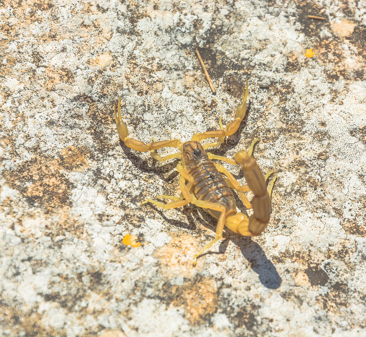Scorpion languedocien (Buthus occitanus) en photographie