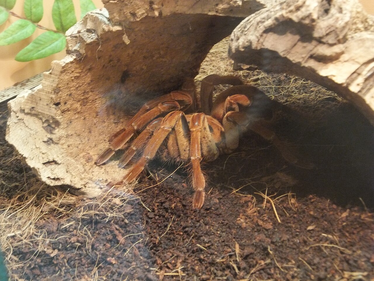 Mygale de Leblond (Theraphosa blondi) en photographie
