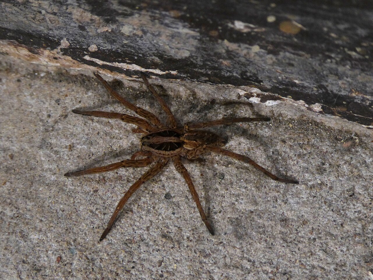 Lycose radiée (Hogna radiata) en photographie