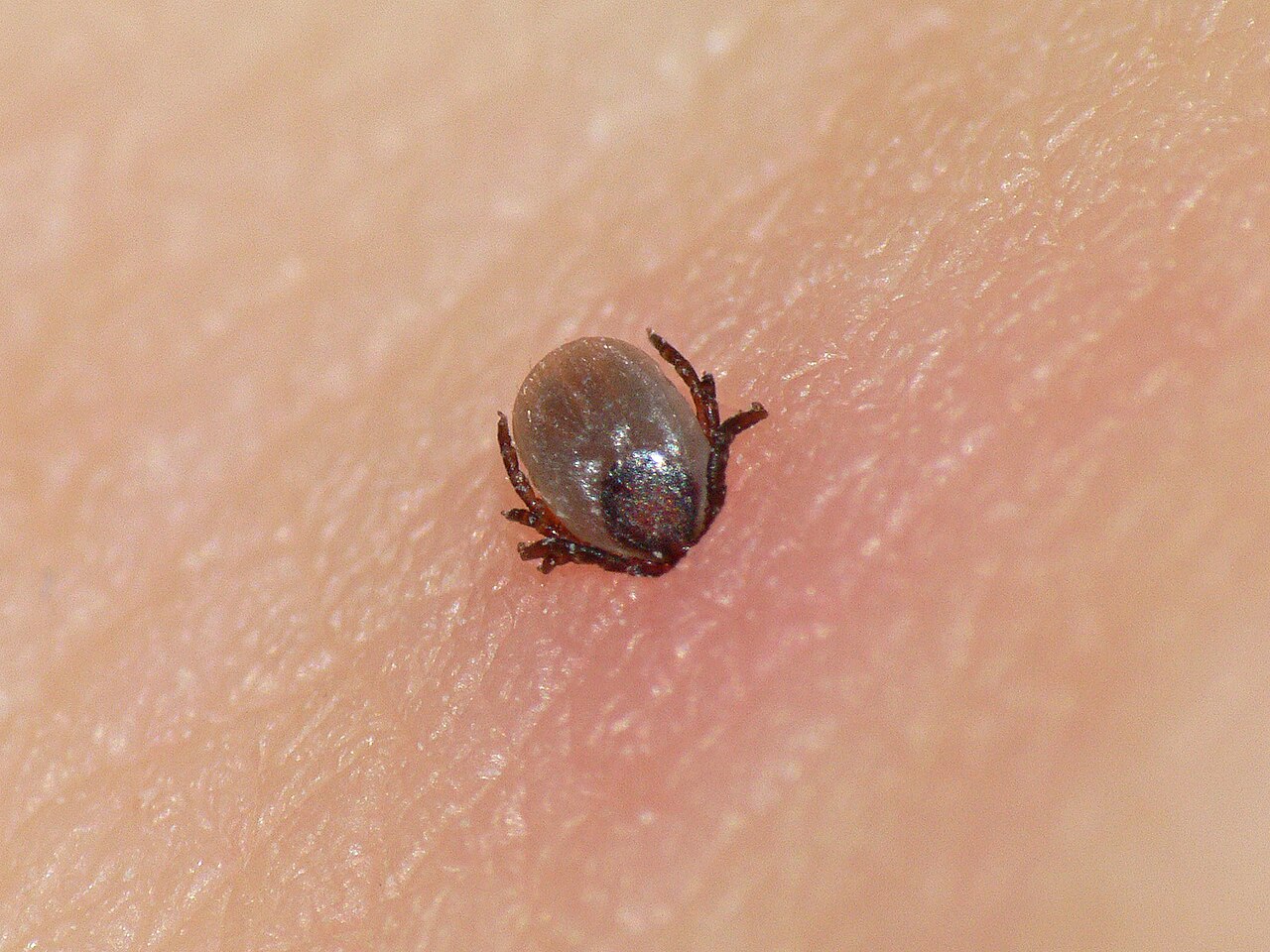 Tique du mouton (Ixodes ricinus) en photographie