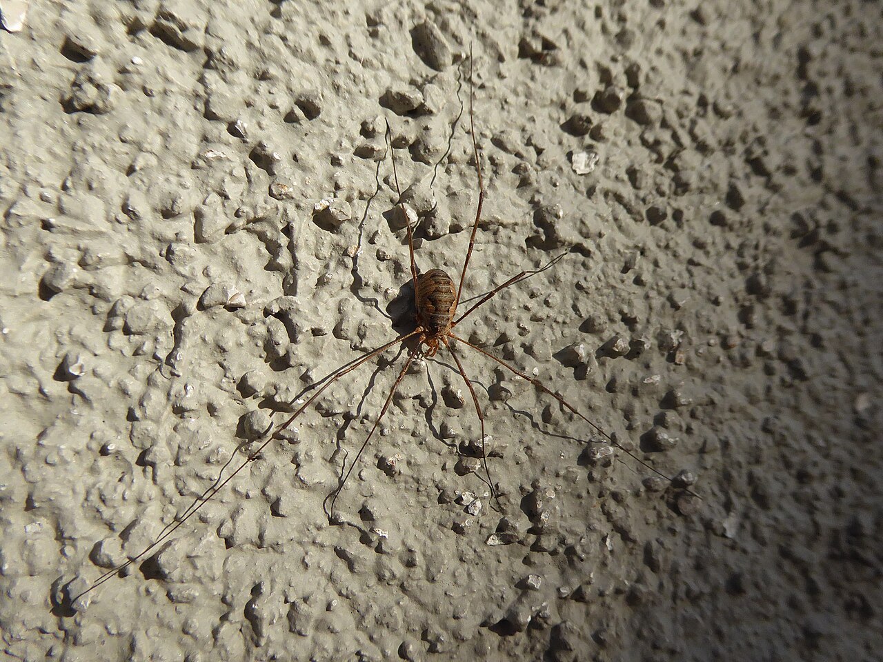Faucheux commun (Phalangium opilio) en photographie