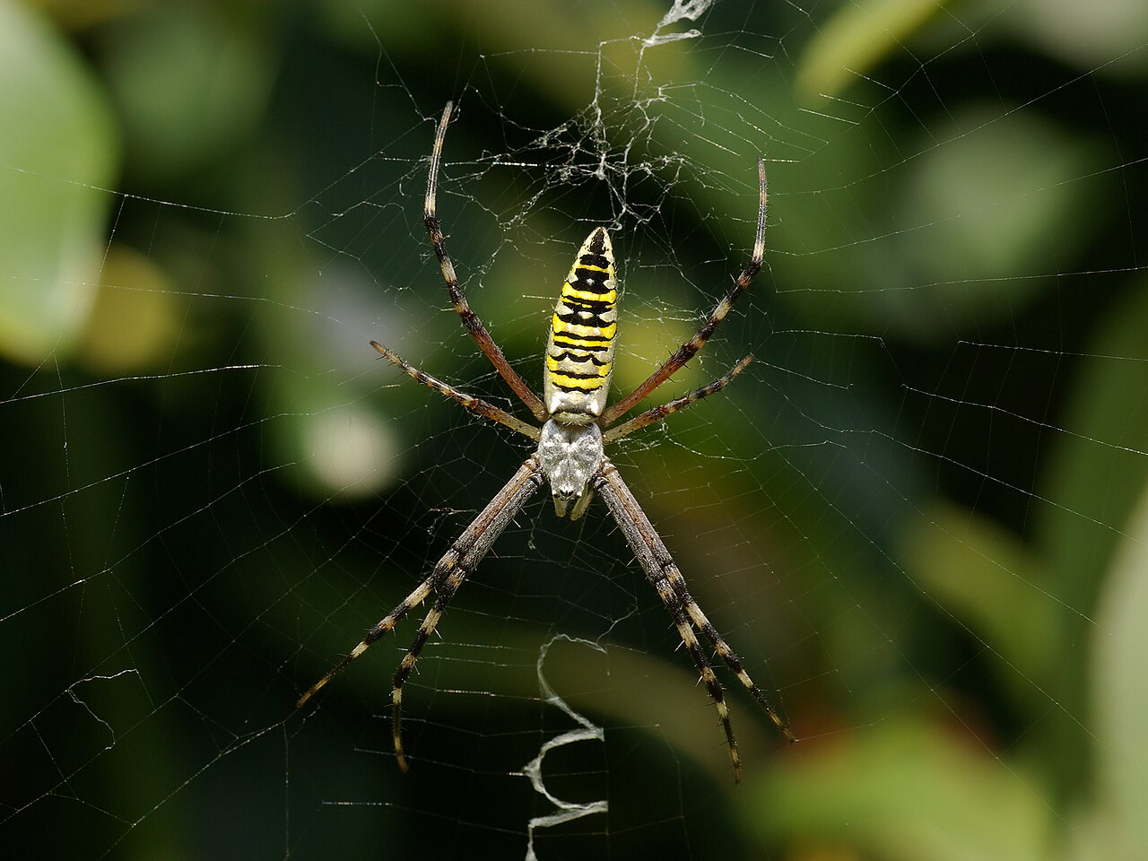 Argiope frelon (Argiope bruennichi) en photographie