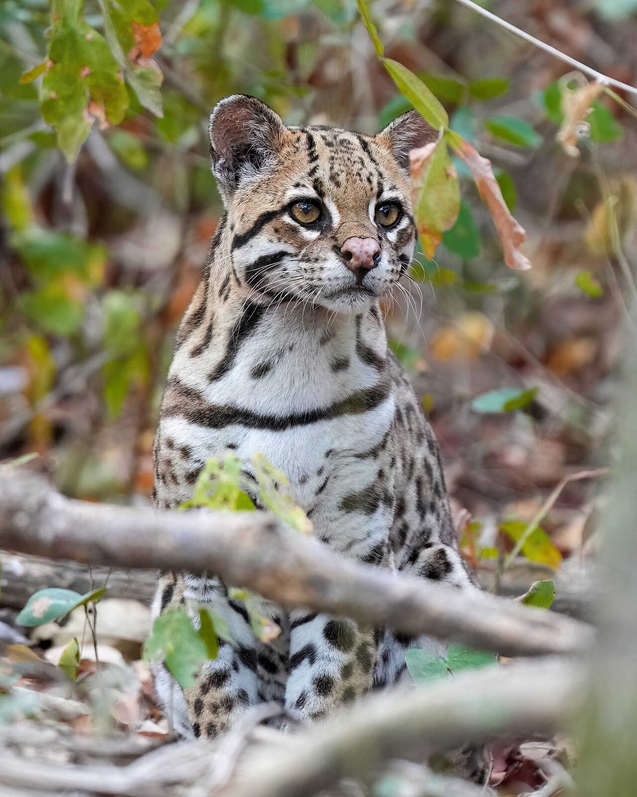 Ocelot (Leopardus pardalis) en photographie