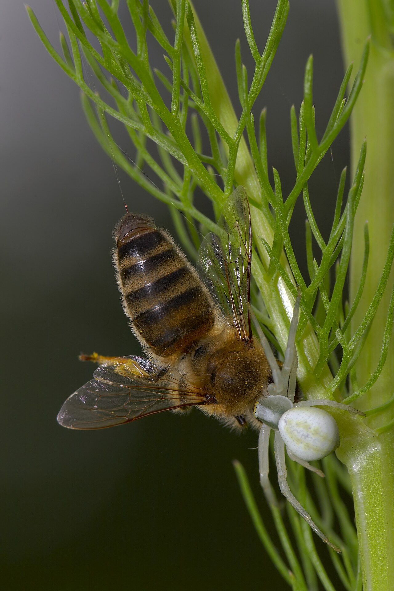 Thomise variable (Misumena vatia) en photographie