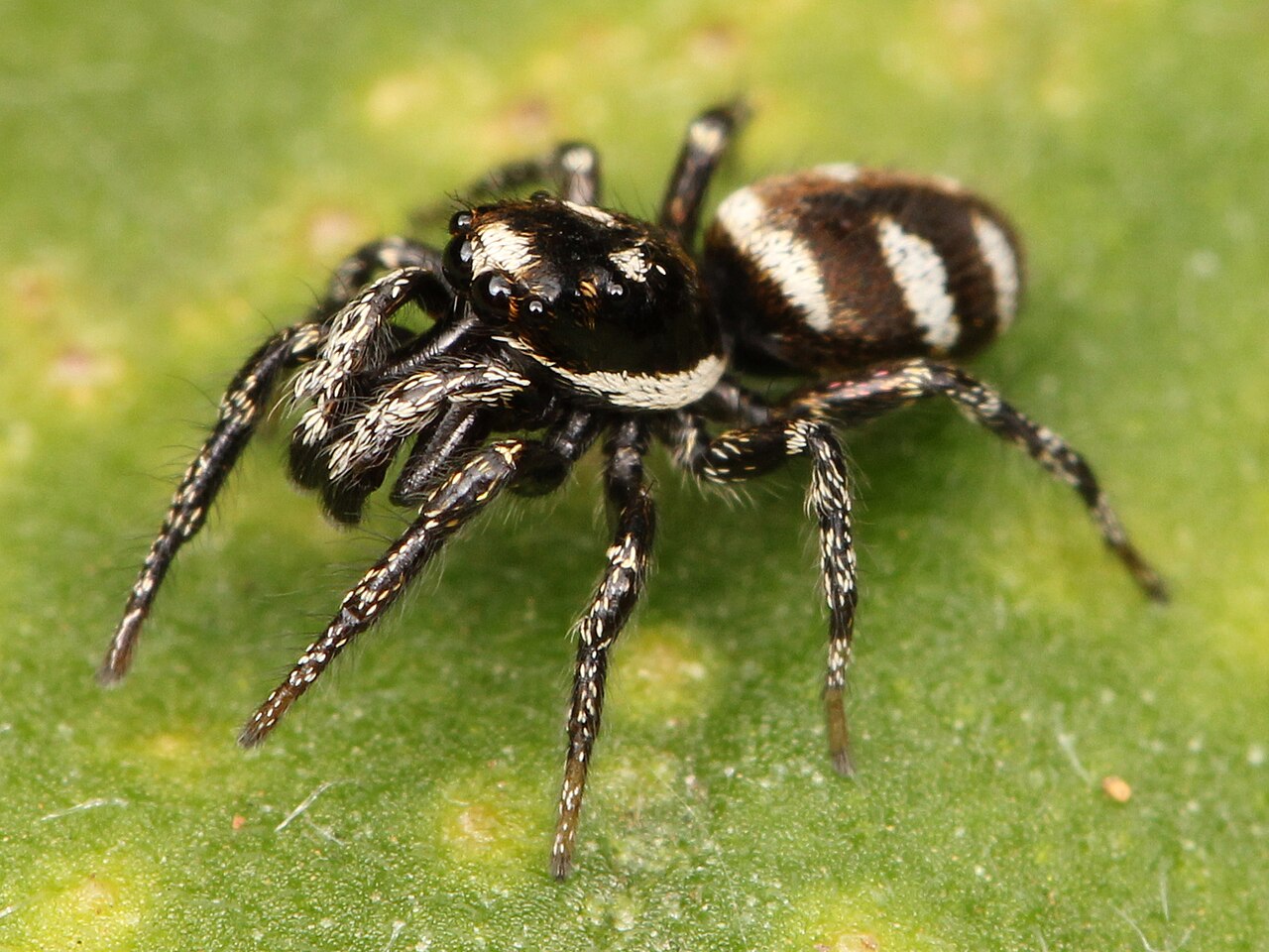 Saltique chevronnée (Salticus scenicus) en photographie