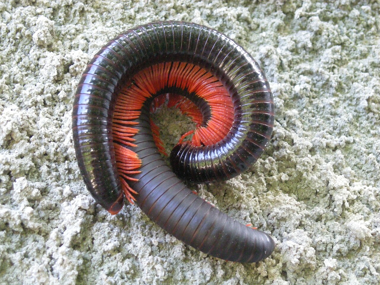 Mille-pattes géant africain (Archispirostreptus gigas) en photographie