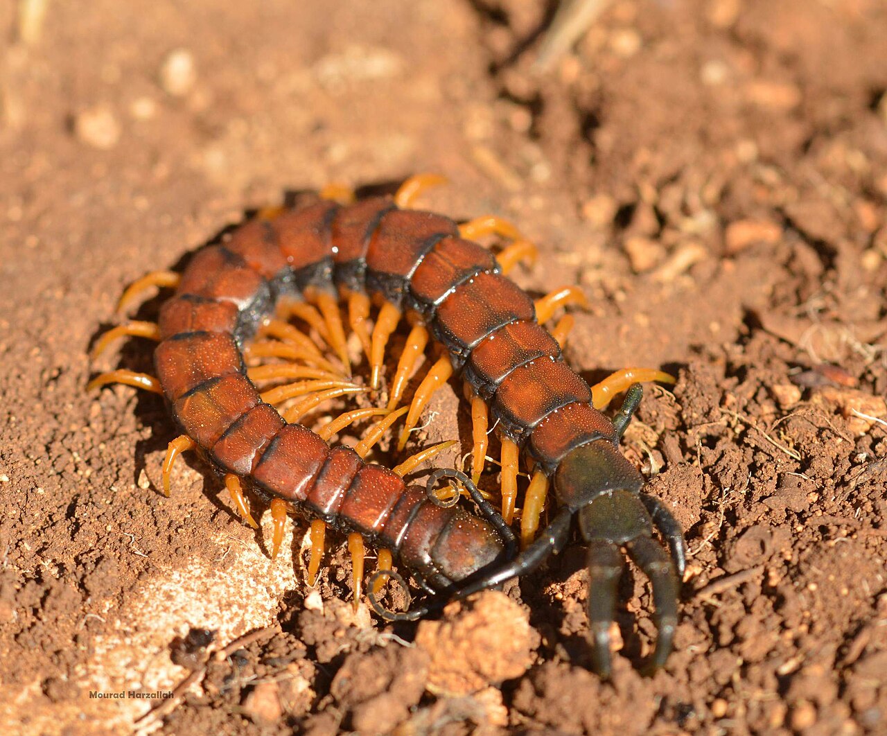 Scolopendre ceinturée (Scolopendra cingulata) en photographie
