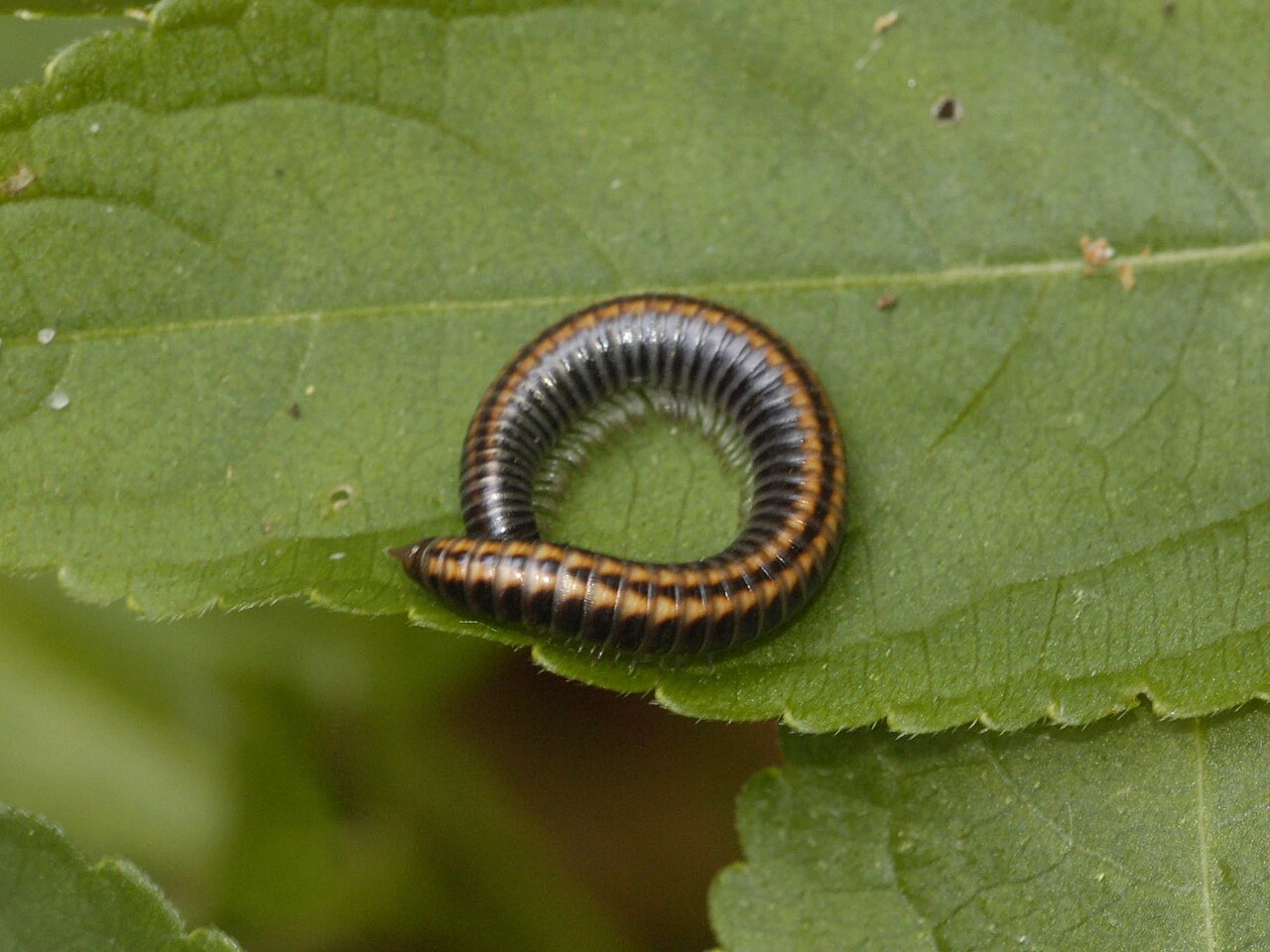 Iule des sables (Ommatoiulus sabulosus) en photographie