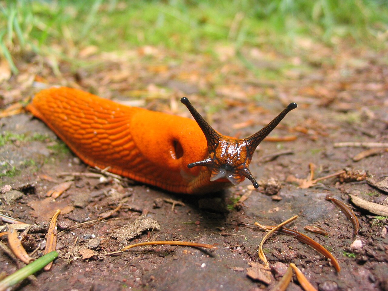 Limace rouge (Arion rufus) en photographie