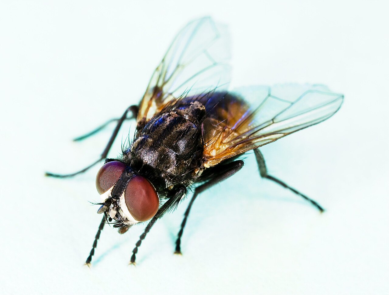 Mouche domestique (Musca domestica) en photographie