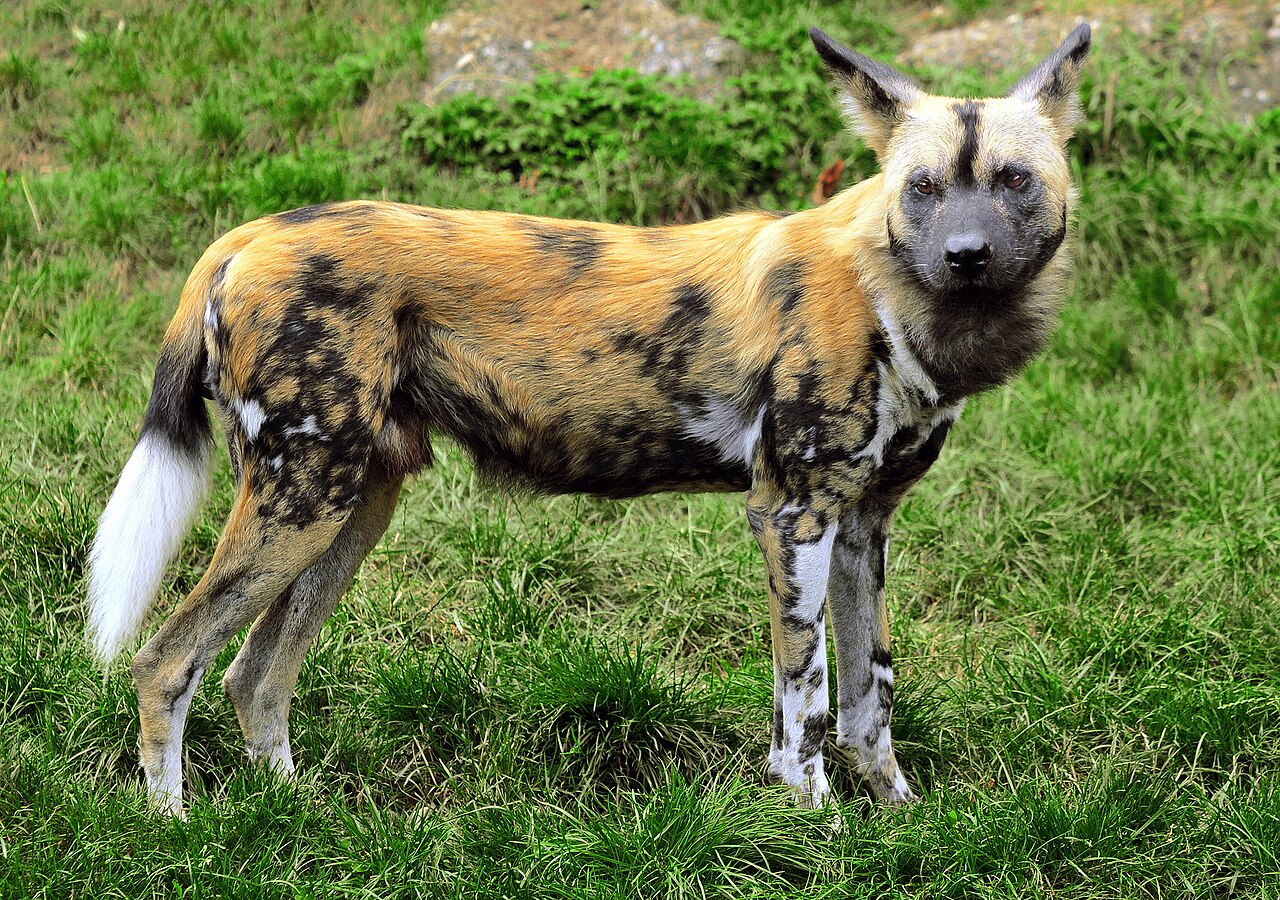 Lycaon (Lycaon pictus) en photographie