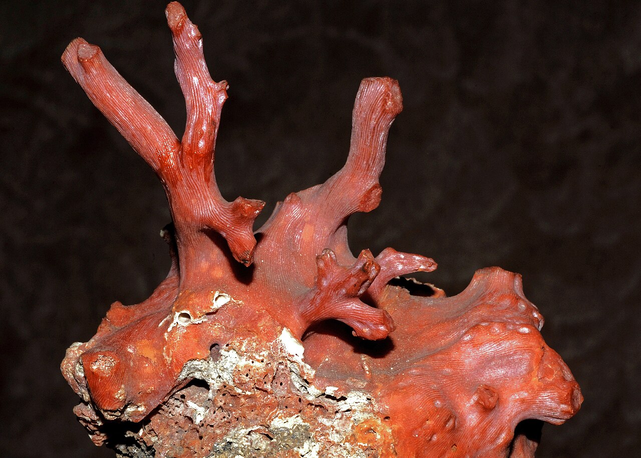Corail rouge (Corallium rubrum) en photographie