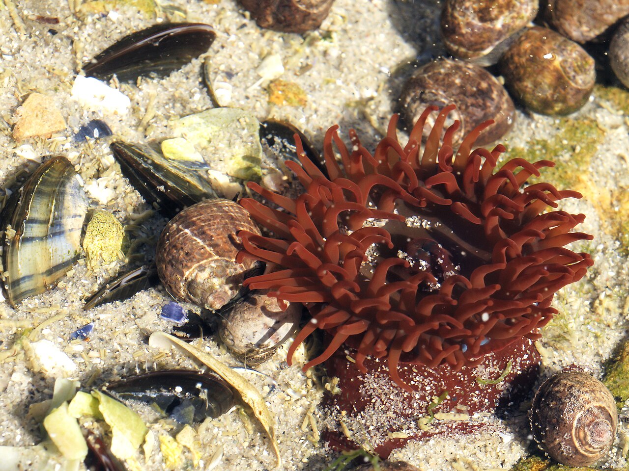 Tomate de mer (Actinia equina) en photographie