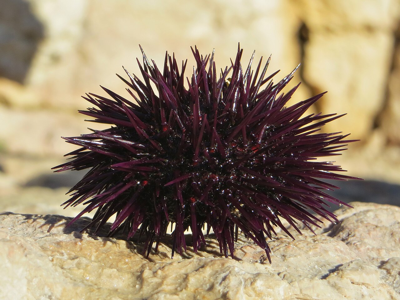 Oursin violet (Paracentrotus lividus) en photographie