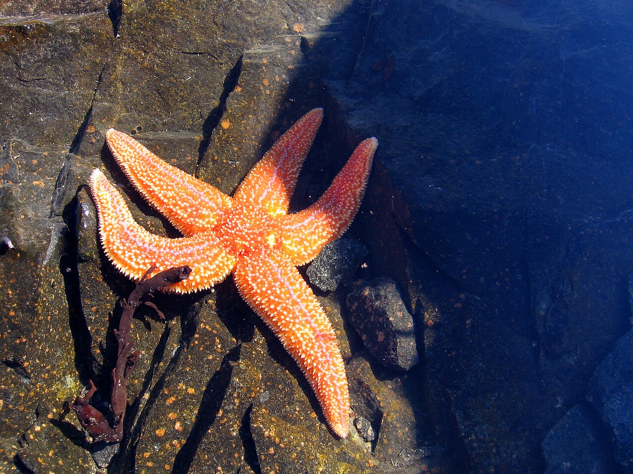 Étoile de mer commune (Asterias rubens) en photographie