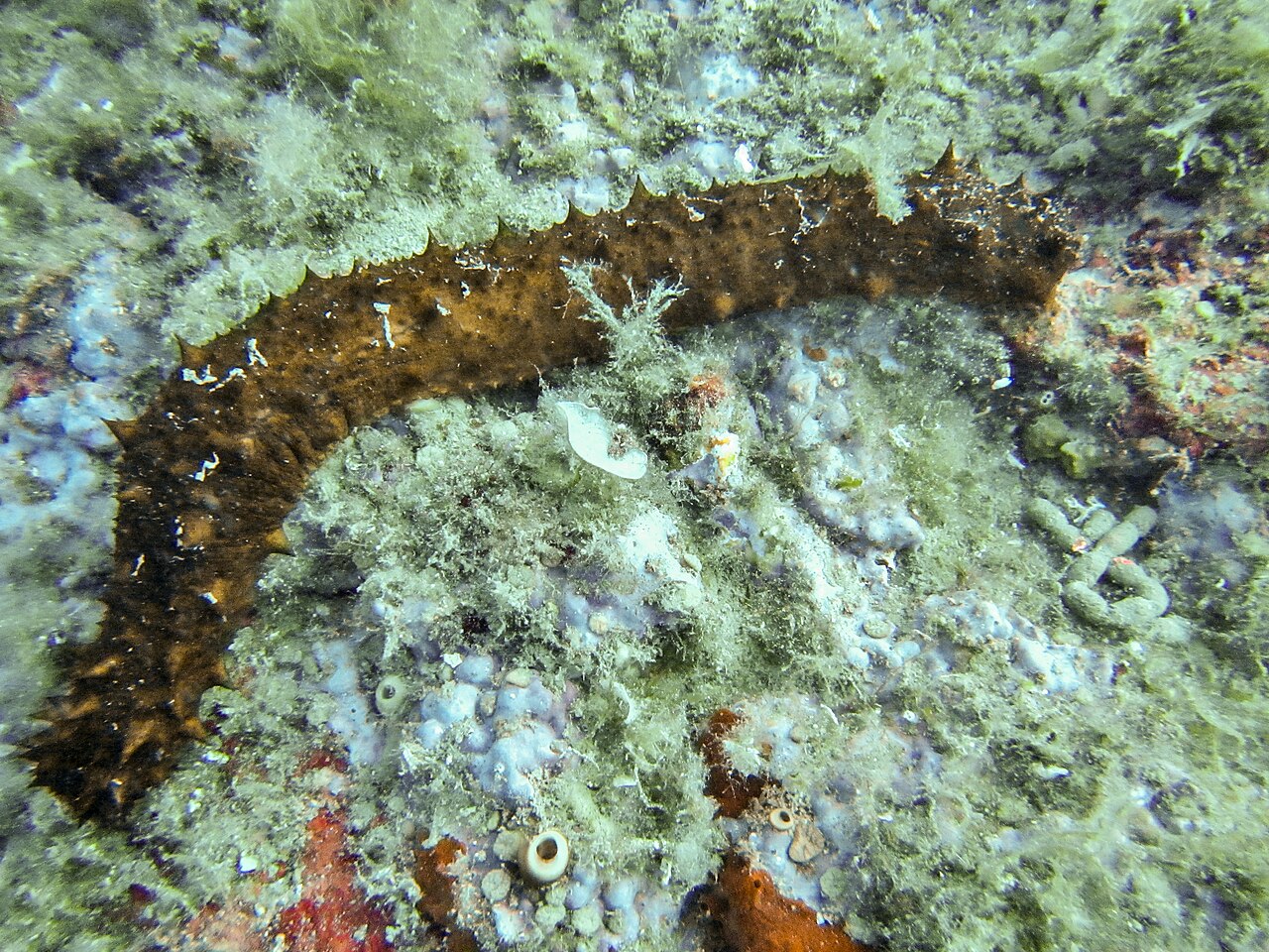Holothurie tubuleuse (Holothuria tubulosa) en photographie
