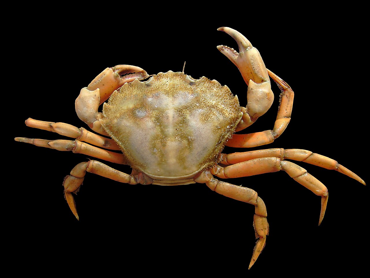 Crabe vert (Carcinus maenas) en photographie