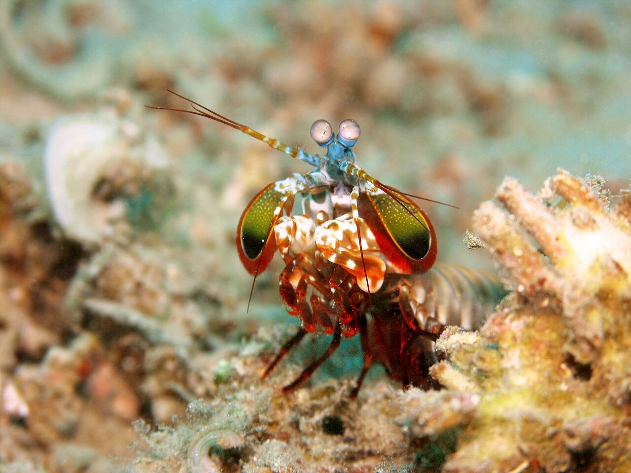 Crevette-mante paon (Odontodactylus scyllarus) en photographie