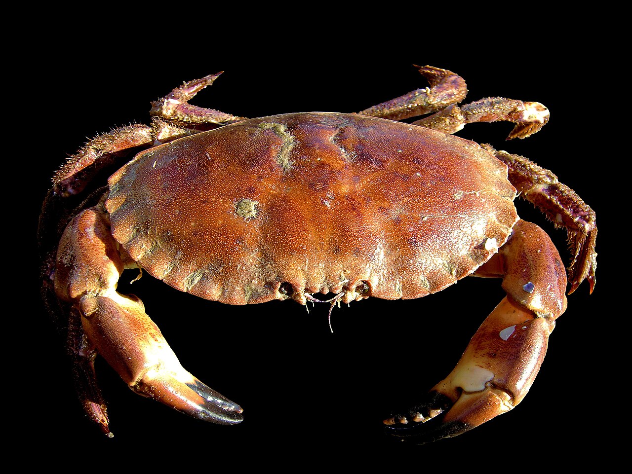 Tourteau (Cancer pagurus) en photographie
