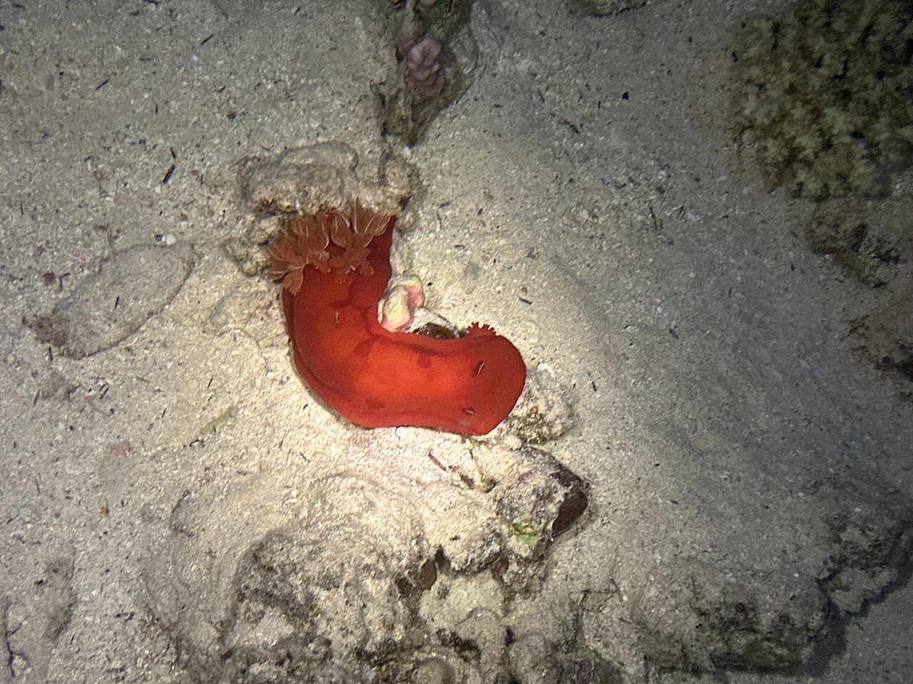 Danseuse espagnole (Hexabranchus sanguineus) en photographie