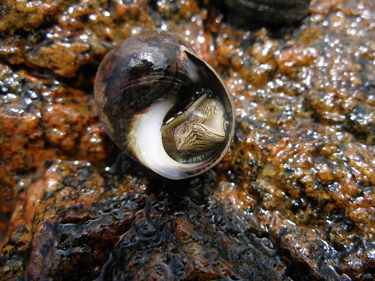 Bigorneau (Littorina littorea) en photographie