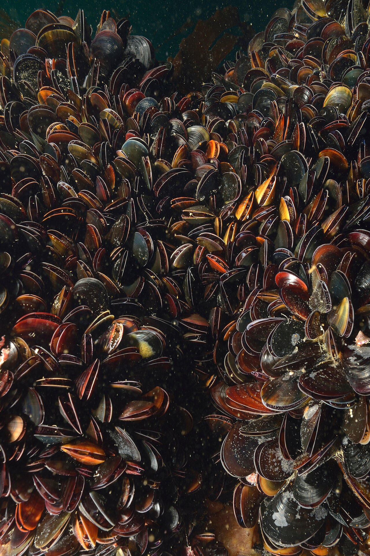 Moule commune (Mytilus edulis) en photographie
