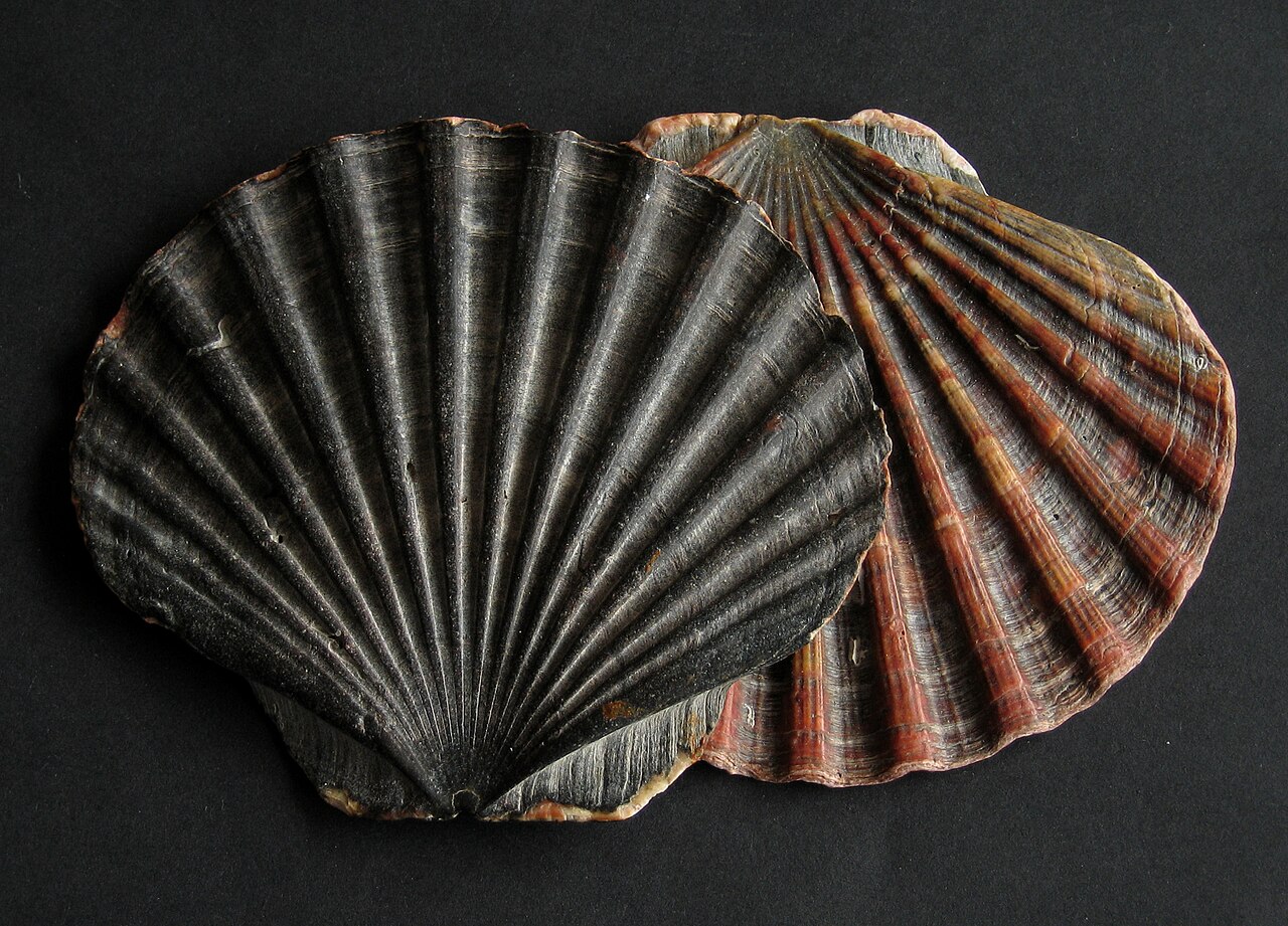 Coquille Saint-Jacques (Pecten maximus) en photographie