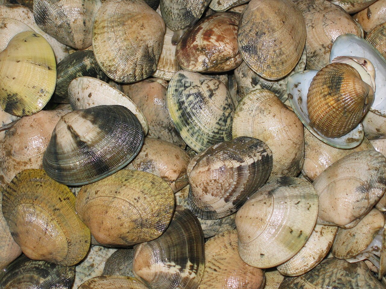 Palourde croisée (Ruditapes decussatus) en photographie