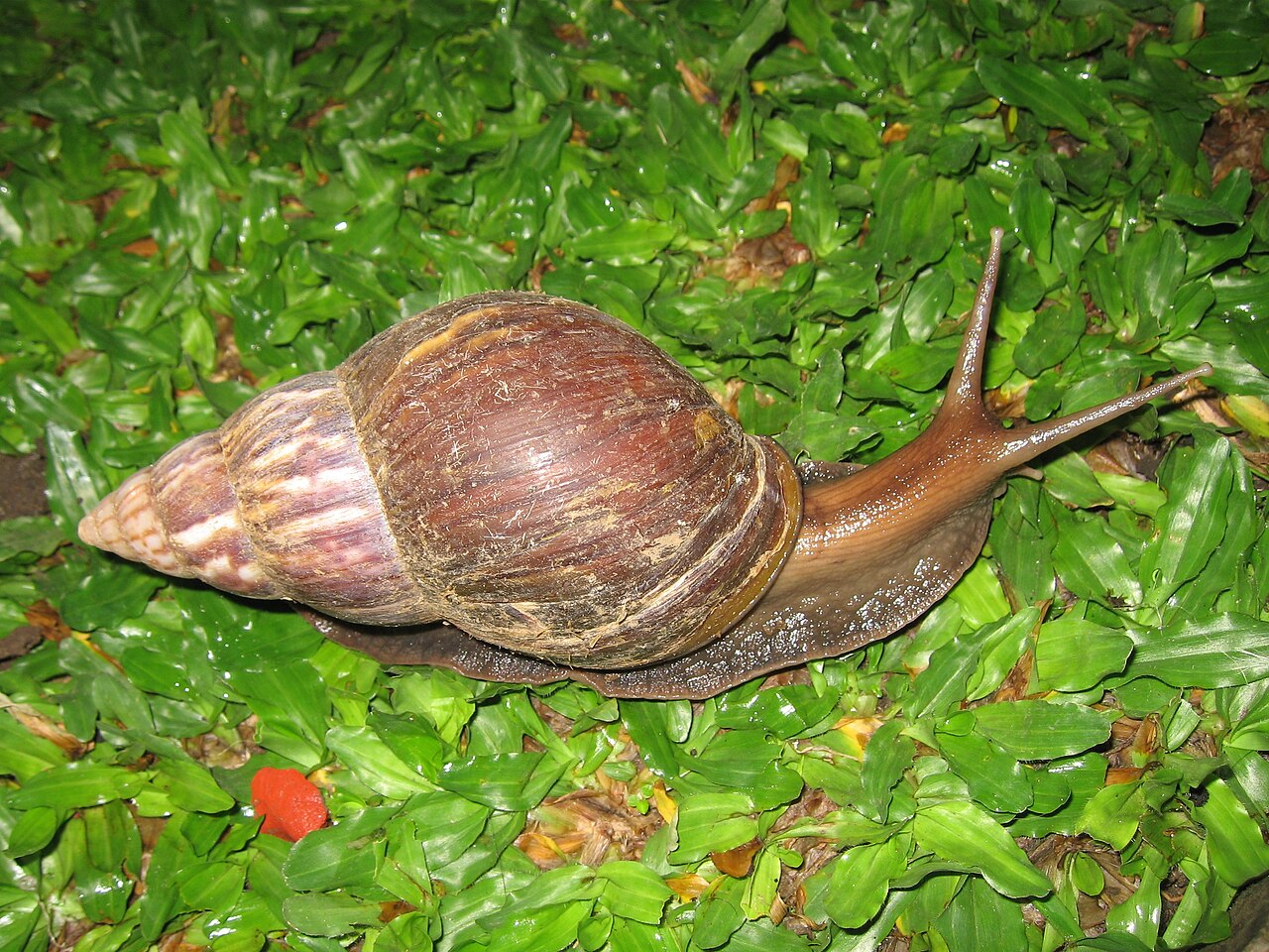 Escargot géant africain (Lissachatina fulica) en photographie