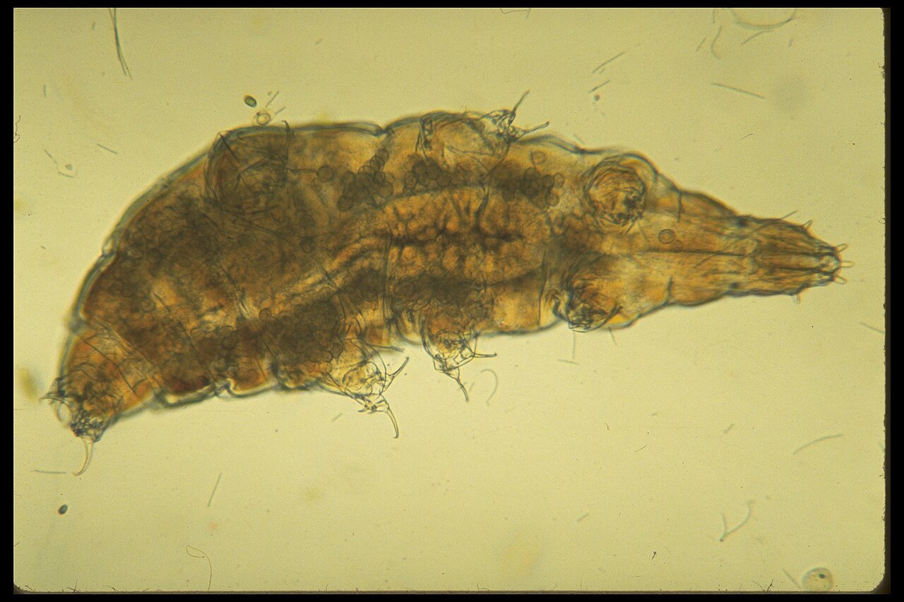 Tardigrade (Milnesium tardigradum) en photographie