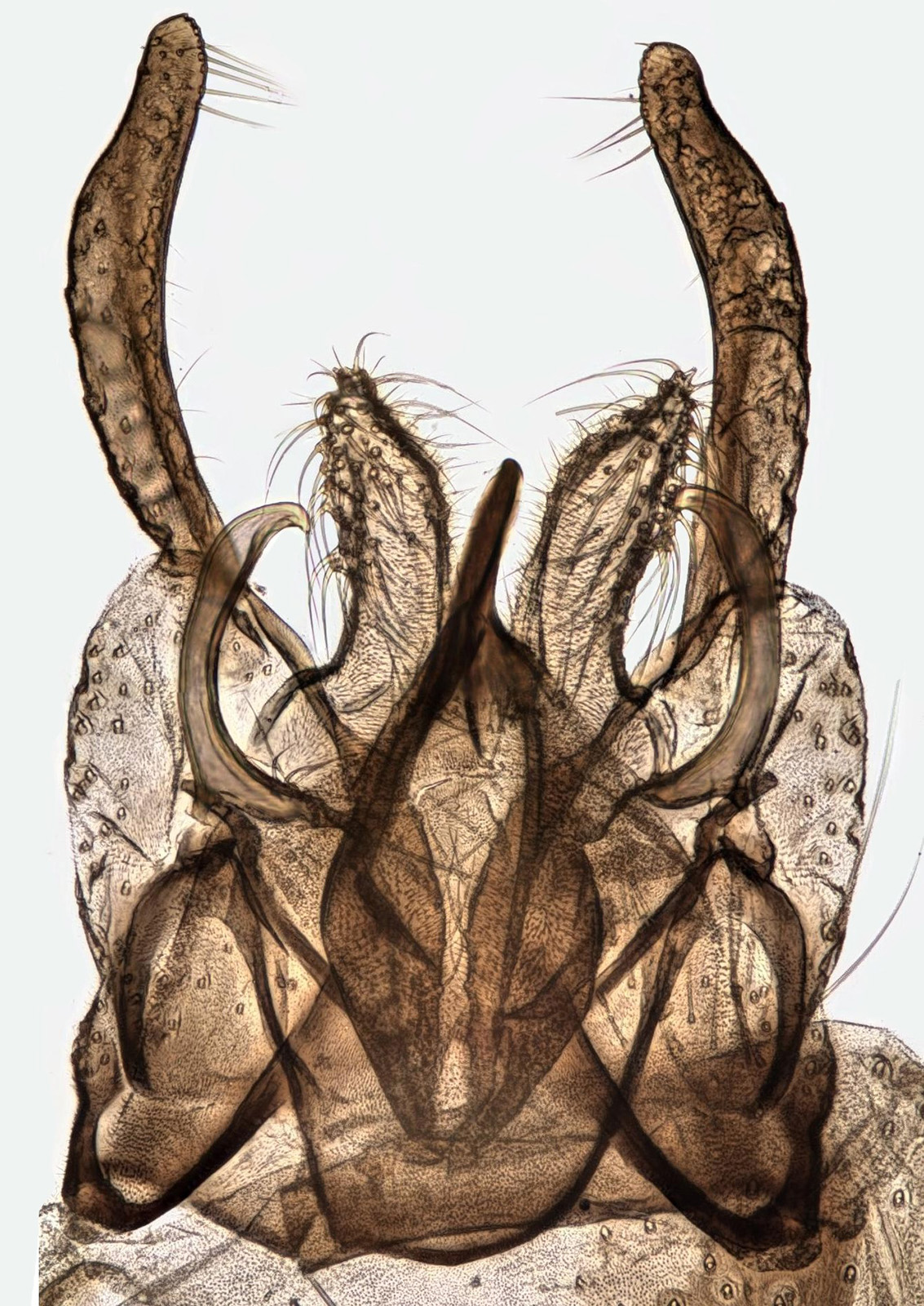 Ver de vase (chironome) (Chironomus plumosus) en photographie
